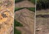 Continuă dezastrul în Pădurea Hoia din Cluj. Imagini surprinse cu drona arată defrișarea masivă a zonei