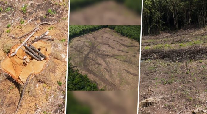 Continuă dezastrul în Pădurea Hoia din Cluj. Imagini surprinse cu drona arată defrișarea masivă a zonei