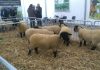 ANSVSA susţine continuarea exporturilor de ovine şi face demersuri pentru revizuirea măsurilor de restricţionare a exporturilor şi protejarea performanţelor comerciale ale zootehniei româneşti