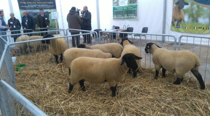 ANSVSA susţine continuarea exporturilor de ovine şi face demersuri pentru revizuirea măsurilor de restricţionare a exporturilor şi protejarea performanţelor comerciale ale zootehniei româneşti