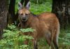 Animalul ciudat care miroase a marijuana: arată ca o încrucișare între căprioară, lup și vulpe. Care este explicația științifică