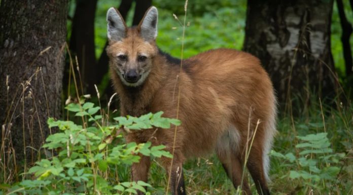 Animalul ciudat care miroase a marijuana: arată ca o încrucișare între căprioară, lup și vulpe. Care este explicația științifică