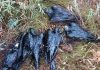 Imagini cutremurătoare. Sute de porumbei mor în bălțile cu reziduuri petroliere din ţară. Columbofilii cer intervenția ministrului Mediului