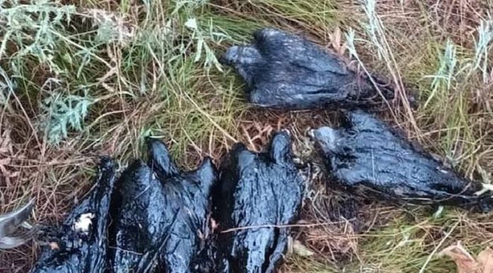 Imagini cutremurătoare. Sute de porumbei mor în bălțile cu reziduuri petroliere din ţară. Columbofilii cer intervenția ministrului Mediului