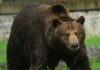 Ursul brun ar putea pierde statutul de specie protejată. Ministrul Tanczos Barna cere schimbarea legislației