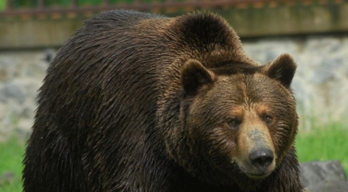 Ursul brun ar putea pierde statutul de specie protejată. Ministrul Tanczos Barna cere schimbarea legislației