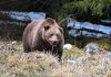 De ce urșii așteaptă turiști pe Transfăgărășan, iar în Retezat îi ocolesc: „Încă din anii '70 puteai întâlni urși cerșetori”