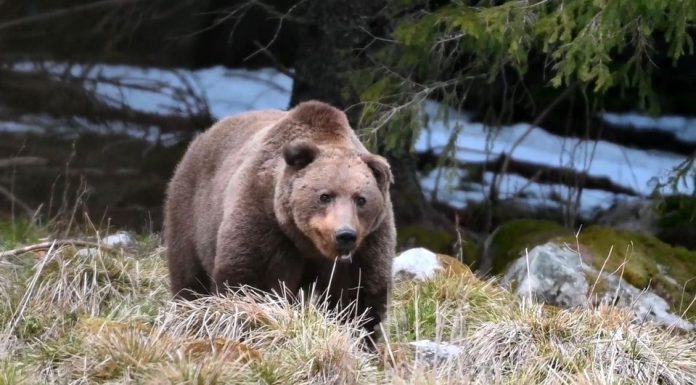 De ce urșii așteaptă turiști pe Transfăgărășan, iar în Retezat îi ocolesc: „Încă din anii '70 puteai întâlni urși cerșetori”