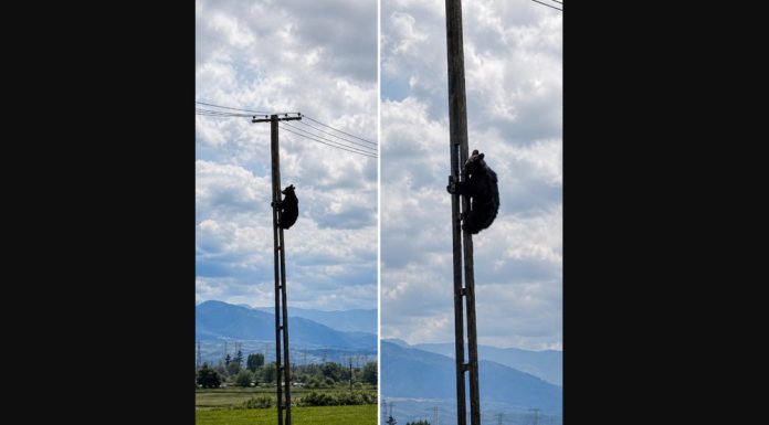Urs filmat pe un stâlp de electricitate la Brașov. Imaginile au devenit subiect de glume online: „Și uite așa, a ajuns ursul electrician”