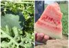 Lubenița din Grecia pune în pericol profitul fermierilor români. „Primii pepeni de Dăbuleni vor fi după 20 iunie”