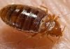 Cum arată mușcătura de ploșniță și ce poți face dacă găsești insecta în casă. Semnele care nu trebuie ignorate