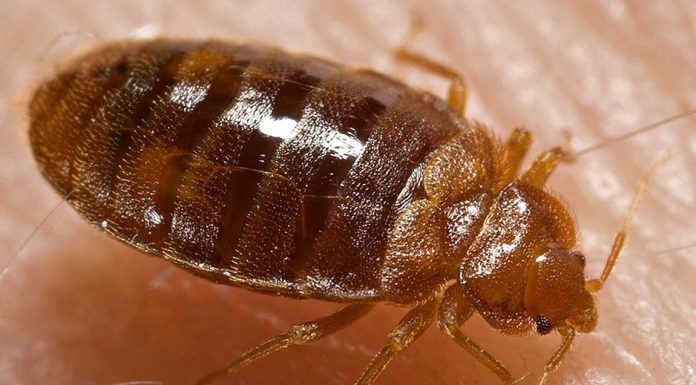 Cum arată mușcătura de ploșniță și ce poți face dacă găsești insecta în casă. Semnele care nu trebuie ignorate