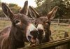 „Medicină animală”: un spital de psihiatrie folosește măgari în scop terapeutic