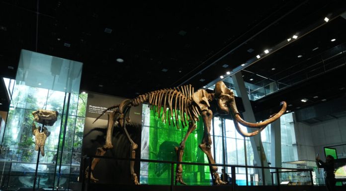 ADN de mamut lânos, descoperit în excremente fosilizate de veveriță vechi de până la 700.000 de ani