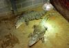 Marea Britanie: Un copil de 3 ani a fost aruncat de un barbat în țarcul crocodililor la o grădină zoologică. Politia nu a difuzat identatea agresorului