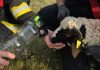 Un miel rătăcit a avut norocul vieții sale. Animalul, blocat într-o râpă de peste 20 de metri