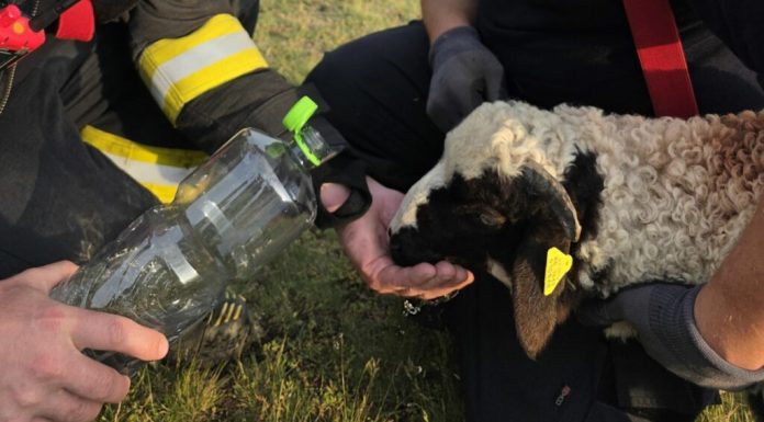 Un miel rătăcit a avut norocul vieții sale. Animalul, blocat într-o râpă de peste 20 de metri