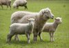 Focar de Pestă la ovine în judeţul Mureş. Restricţii la exporturile de animale