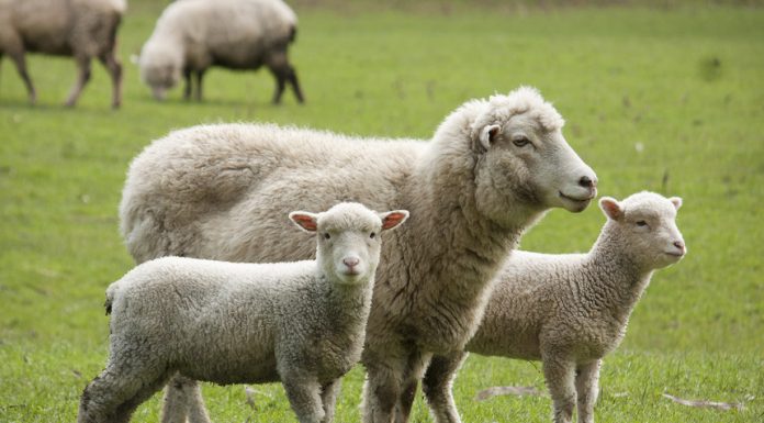 ANSVSA încearcă să convingă CE să regionalizeze exporturile de ovine, după focarele de variolă din Mureş. Pieţele non-UE, valoare record la livrările de animale