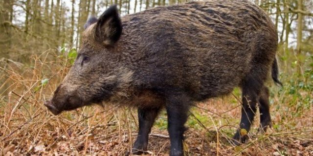 UPDATE – Mesaj RO-Alert, după ce un porc mistreţ a fost văzut în zona Pipera-Voluntari