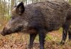 UPDATE – Mesaj RO-Alert, după ce un porc mistreţ a fost văzut în zona Pipera-Voluntari