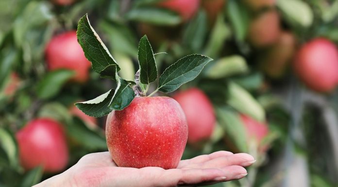 Caloria.ro – Fructele cu cele mai multe reziduuri de pesticide, potrivit Autorității Europene pentru Siguranța Alimentară