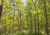 Mai mult de 40.000 de salcâmi plantaţi la Lipăneşti, ecosistem pentru albine şi animale/ Un festival cu picnic, plimbări pe malul râului Teleajen şi activităţi pentru copii