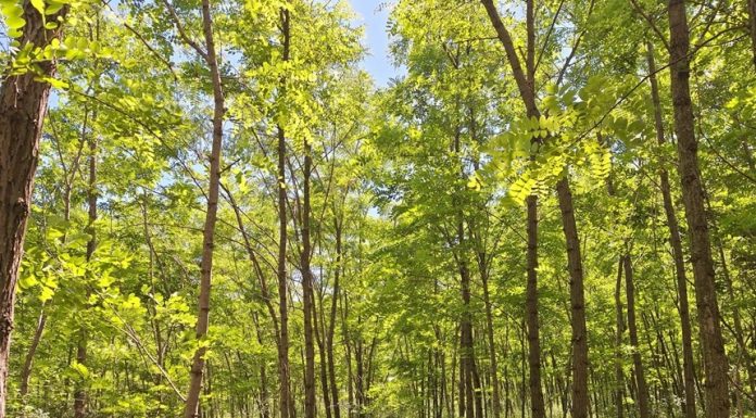 Mai mult de 40.000 de salcâmi plantaţi la Lipăneşti, ecosistem pentru albine şi animale/ Un festival cu picnic, plimbări pe malul râului Teleajen şi activităţi pentru copii