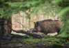 Porc mistreț văzut în zona Pipera-Voluntari. A fost emis mesaj RO-Alert
