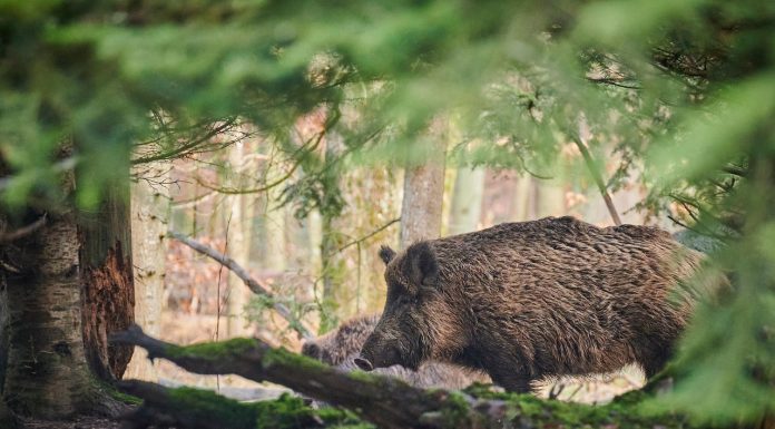 Porc mistreț văzut în zona Pipera-Voluntari. A fost emis mesaj RO-Alert
