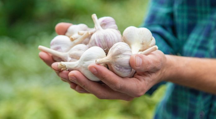Ce se întâmplă în corpul tău când mănânci usturoi în fiecare zi