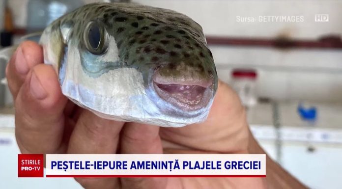 Ce este peștele-iepure care amenință plajele din Grecia. Avertisment pentru turiști