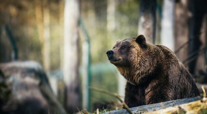 Un bărbat de 34 de ani a murit după a fost atacat de un urs, în județul Sibiu