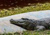 Băiat de 3 ani, rănit grav în țarcul cu crocodili la o grădină zoologică din Marea Britanie. Un bărbat a fost arestat