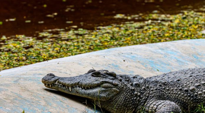 Băiat de 3 ani, rănit grav în țarcul cu crocodili la o grădină zoologică din Marea Britanie. Un bărbat a fost arestat