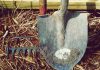 Ce legume pot fi plantate în iunie și recoltate la sfârșitul verii. Recomandările unui expert în grădinărit