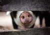 Alertă lansată lângă România. Primul focar de pestă porcină africană la porci domestici, descoperit de Ungaria