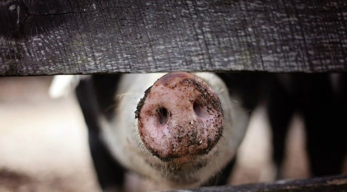 Alertă lansată lângă România. Primul focar de pestă porcină africană la porci domestici, descoperit de Ungaria