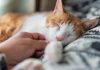 Sfaturile de pe TikTok pot pune animalele de companie în pericol. Veterinarii trag un semnal de alarmă