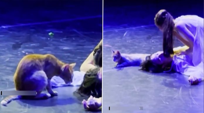 O pisică a devenit vedeta serii în timpul unui spectacol „Romeo și Julieta”. Reacția publicului a fost savuroasă