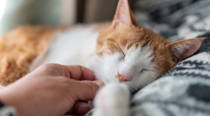 Sfaturile de pe TikTok pot pune animalele de companie în pericol. Veterinarii trag un semnal de alarmă
