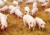 Focar de pestă porcină africană în Ungaria, în apropierea frontierei cu România. Circa 3.000 de animale sunt sacrificate