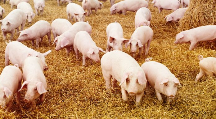 Focar de pestă porcină africană în Ungaria, în apropierea frontierei cu România. Circa 3.000 de animale sunt sacrificate