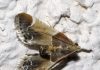 O nouă specie a fost descoperită în Grecia. Cercetătorii au numit-o după Papa Leon al XIV-lea
