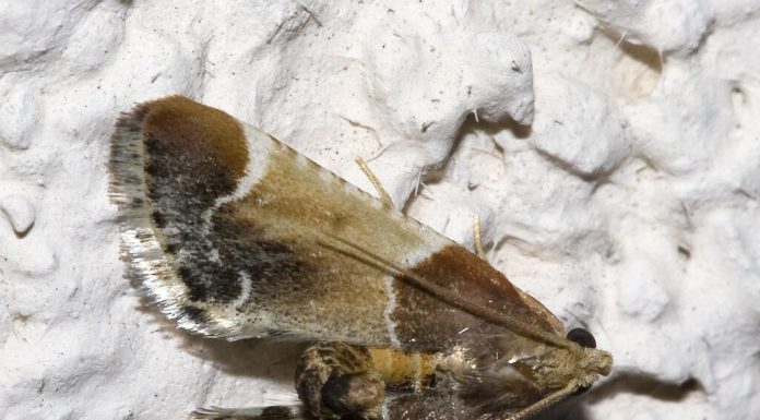 O nouă specie a fost descoperită în Grecia. Cercetătorii au numit-o după Papa Leon al XIV-lea