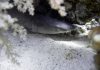 Scafandrii au descoperit o nouă specie de rechin umblător care merge pe fundul apei cu ajutorul înotătoarelor