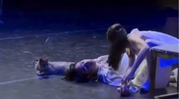 Romeo era mort pe scenă. Apoi a apărut o pisică și totul s-a schimbat