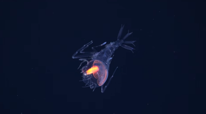 31 de noi specii marine au fost descoperite într-o zonă puțin explorată a Atlanticului