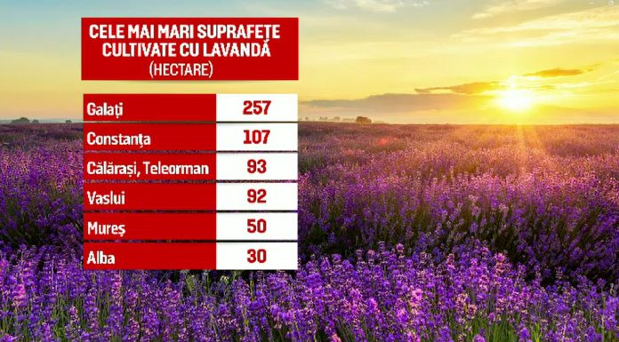 De la câmpuri parfumate la cosmetice și uleiuri esențiale. Lavanda atrage tot mai mulți români și investitori