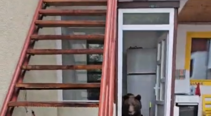 O ursoaică cu pui a intrat într-o casă din oraşul Buşteni/ Refugiaţi afară, proprietarii filmează animalele, încercând să le alunge VIDEO